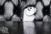 sockpuppetparty-101